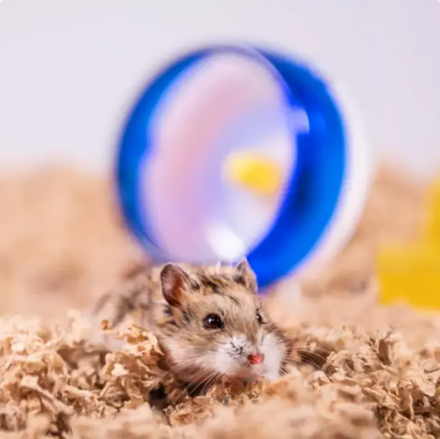 ÜBER Papirstrøelse 170 L - natur ekstra blød støvfri strøelse til smådyr