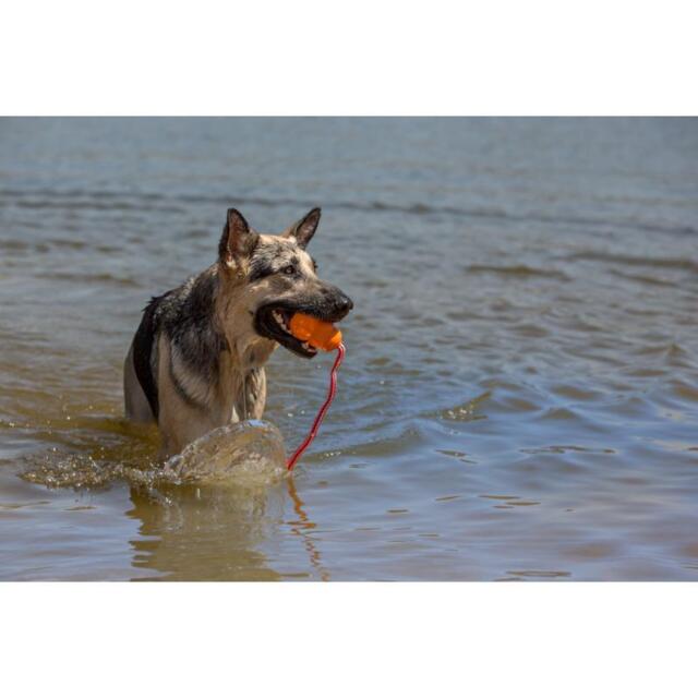 KONG Aqua M | Flydende apportlegetøj til hund (OUTLET)