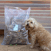 Snack’it Bøffel Kalveører | Naturlig snack til mindre hunde
