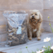 Snack'it okselunger - naturlig hundesnack (1 kg)