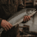 Essential Foods Beginning Large Breed Nautical Hundefoder 10kg