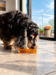 Collagen Bone Original Okse Hundetyggeben Størrelse M