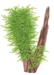 1-2-Grow. Taxiphyllum &#39;Spiky&#39;