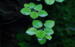 1-2-Grow. Limnobium laevigatum (Floating plant) (SOLD OUT)