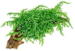 1-2-Grow. Vesicularia ferriei &#39;Weeping&#39;