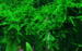 1-2-Grow. Vesicularia ferriei &#39;Weeping&#39;
