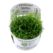 1-2-Grow. Helanthium tenellum 'Green'