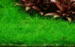 1-2-Grow. Eleocharis acicularis 'Mini'