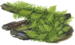 1-2-Grow. Vesicularia montagnei &#39;Christmas&#39;