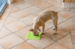 LickiMat Buddy - Aktivitetsmåtte 20 cm grøn