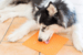 LickiMat Buddy - Activity mat 20 cm Orange