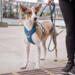 Dog Copenhagen Comfort Walk Pro Harness - Ocean Blue