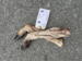 Deer bones, dried 2 pcs - Lola´s Favorites (SOLD OUT)