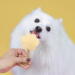 Smoofl Dog Ice Cream Starter Kit - Medium