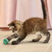 Kong Cat Active Tennisbold ø 4 cm