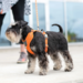 Dog Copenhagen Comfort Walk Pro Sele - Orange Sun