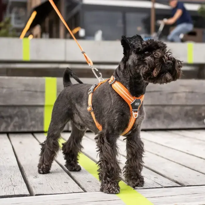 Tarif undertrykkeren Syge person Dog Copenhagen Comfort Walk Air Sele - Orange