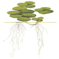1-2-Grow. Limnobium laevigatum (Flydeplante)