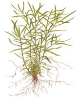 1-2-Grow. Heteranthera zosterifolia