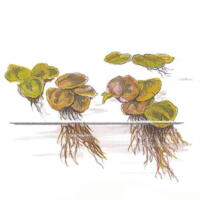 1-2-Grow. Phyllanthus fluitans (Flydeplante) (UDSOLGT)