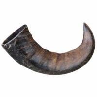Bøffel Horn Medium