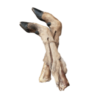 Roe deer legs, dried 2 pcs - Lola&#39;s Favorites