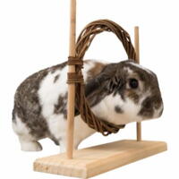 Activity set with obstacle and ring