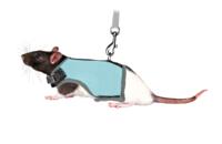 Trixie Seletøj med line til rotter